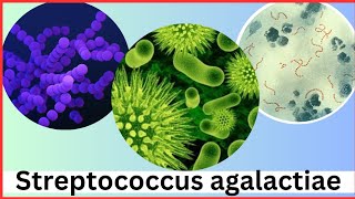 Streptococcus microbiology  Streptococcus agalactiae [upl. by Semele]