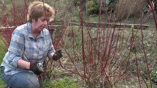 How to cut back cornus [upl. by Eagle25]