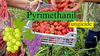 Pyrimethanil Mode of Action Formulation and Uses  Fungicide Chemistry Explained [upl. by Annatnas694]