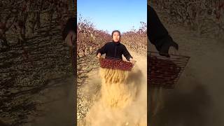 Amazing Chinese Red Dates  Dried Jujube Harvest from Farm With Rural Farmer shorts satisfying [upl. by Akienahs]