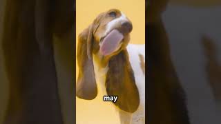 3 Fun Facts About Basset Hounds [upl. by Nivalc]