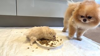 3 week update  My Pomeranian had a puppy [upl. by Iztim286]