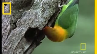 Lovebirds  National Geographic [upl. by Ellehsim]