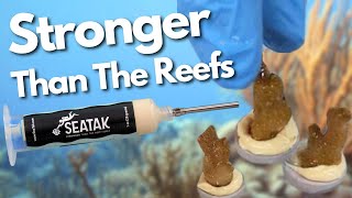 Saving The Coral Reefs With This Insanely Strong Glue [upl. by Pestana]