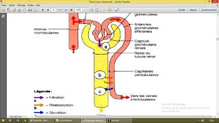 Physiologie rénale 4 Filtration glomérulaire [upl. by Marve]