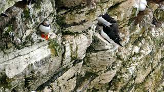 Bempton Cliffs  Papageientaucher P1750705 [upl. by Nasho429]