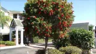 Kuflik cytrynowy Crimson Bottlebrush Callistemon citrinus Florida [upl. by Nosila]