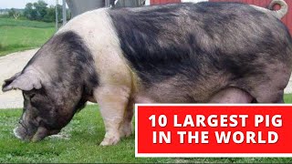 10 Largest Pig in The World [upl. by Hulbert]