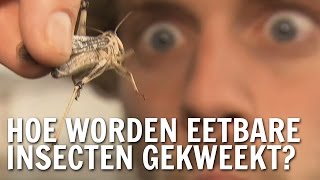 Hoe worden eetbare insecten gekweekt  De Buitendienst over insecten [upl. by Adnauqahs]