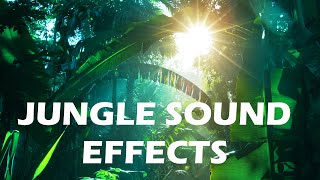 Jungle and Rainforest Sound Effects  Tropical Forest Ambiences from Costa Rica [upl. by Canter]