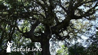 Árbol Alcornoque o 🌷 Quercus Suber 🌷 [upl. by Tomkiel578]