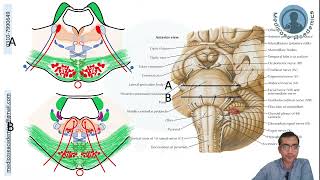 Pons Cross Sectional Anatomy [upl. by Keyte91]