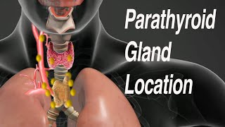 Parathyroid Gland Location Common Locations of Missed Parathyroid Adenomas [upl. by Nairdna772]