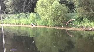 River Otters on the James in Virginia [upl. by Ailak]