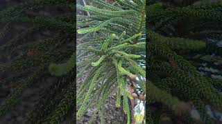 Araucaria Columnaris quotCook Pinequot [upl. by Initof220]