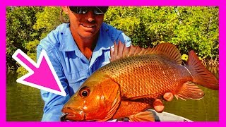 Mangrove Jack Mayhem Part 1 [upl. by Riek]