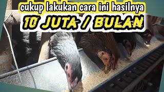 SEHARUSNYA ANDA JUGA BISA ‼️ Ternak ayam kampung UNTUNG puluhan juta tiap bulan [upl. by Ahsenre]