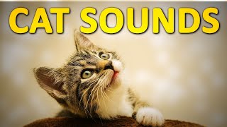 Cat Sounds and Noises  2 Hours [upl. by Stockwell29]