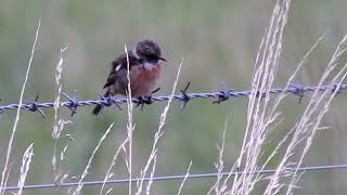 Juvenile male Stonechat [upl. by Howlond716]