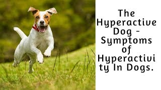 The Hyperactive Dog  Symptoms of Hyperactivity In Dogs [upl. by Mordecai]