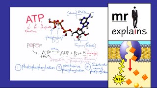 mr i explains Adenosine triphosphate ATP  Synthesis Properties and Uses [upl. by Aisatan]