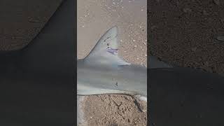 Surprise catch A tagged 5 Blacknose shark Seeking info on tag origin tight lines [upl. by Benji]