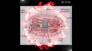 Structure of chloroplast [upl. by Vorster]