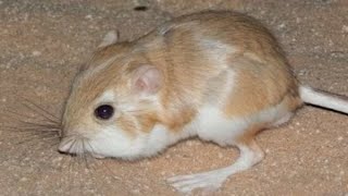 kangaroo rat does not drink water through the life [upl. by Annawd795]