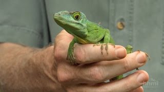 The Phylogenetic Tree of Anole Lizards — HHMI BioInteractive Video [upl. by Aras]