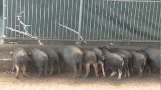 quotPHILIPPINE NATIVE PIG RAISINGquot  CONTRACT GROWING PROGRAM BY ECOPIG DC [upl. by Gilchrist]