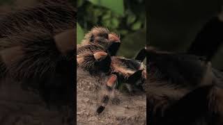 Mexican Red knee Tarantula [upl. by Trevor]