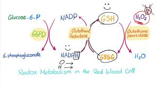 Glucose6phosphate Dehydrogenase G6PD Enzyme  ROS Scavenger Biochemistry amp Hematology [upl. by Brander216]