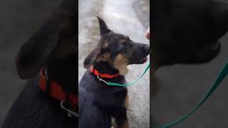 HandsFree Dog Leash for Puppies [upl. by Anitnuahs473]