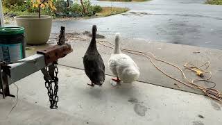 ASMR with ducks Part 2 in Sitka Alaska [upl. by Aristotle309]