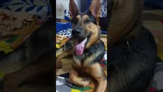 Bhole bn kr baithe hai puppy germanshepherd trendingshorts shorts komalvlogentertainment puppy [upl. by Ahsla364]