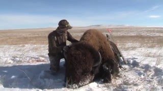 Bowhunt for Giant Buffalo Warrior  Film Buffalo Hunt [upl. by Jc]