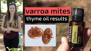 Beekeeping For Beginners  Treating Varroa Mites With Thyme Oil amp Results [upl. by Otho]