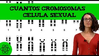 Cuantos cromosomas hay en una célula sexual ♀️♂️ [upl. by Graehme640]