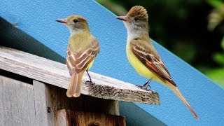 Great Crested Flycatcher Mating Pair [upl. by Nylac]