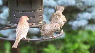 Baby House Finch Begging To Be Fed [upl. by Herbert828]