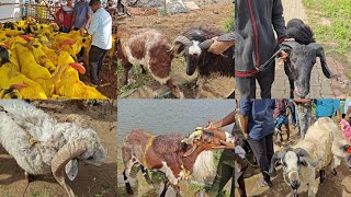 RETTERI GOATampSHEEPS MARKET  ALL SIZE GOATampSHEEPS AVILABLE 23062023 PART3 bakrid sheeps [upl. by Dowling]