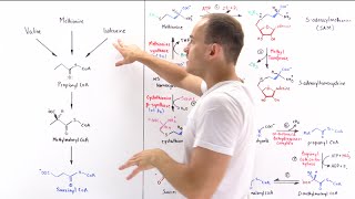 Metabolism of Methionine [upl. by Llebyram]