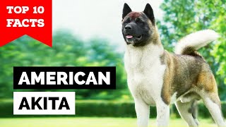 American Akita  Top 10 Facts [upl. by Ahsemad]