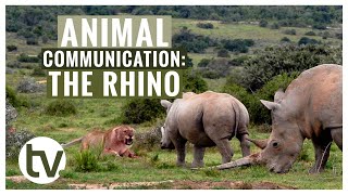 How do RHINOS communicateMostly via their DUNG [upl. by Tihom789]