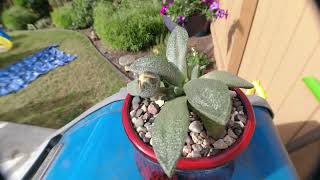 AoxTheGardener  Aloinopsis Rubrolineata  Bloom OpenClose Timelapse [upl. by Kciredohr]