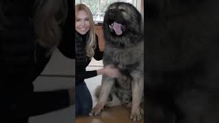 Caucasian Shepherd Dog [upl. by Airamana646]