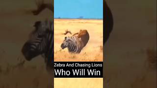 Lions Chasing Zebra Who Will be victorious animalbehavior animals wildlife wildlifebattle [upl. by Nikolaos]