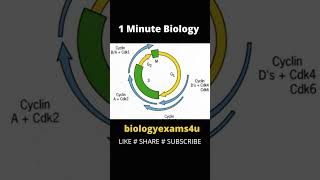 Regulation of Cell Cycle  Cyclins and CDKs cellcycle cyclins biologyexams4u [upl. by Couhp]