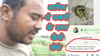 Barish Me Bakri Ke Dast Kaise Roke Vimal Umrao [upl. by Bang]