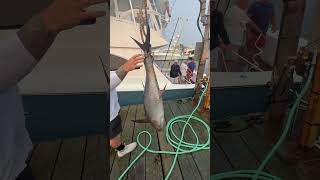 Weighing big yellowfin tuna for tournament fish tuna sushi nature ocean outdoors fishing [upl. by Anna-Diana649]